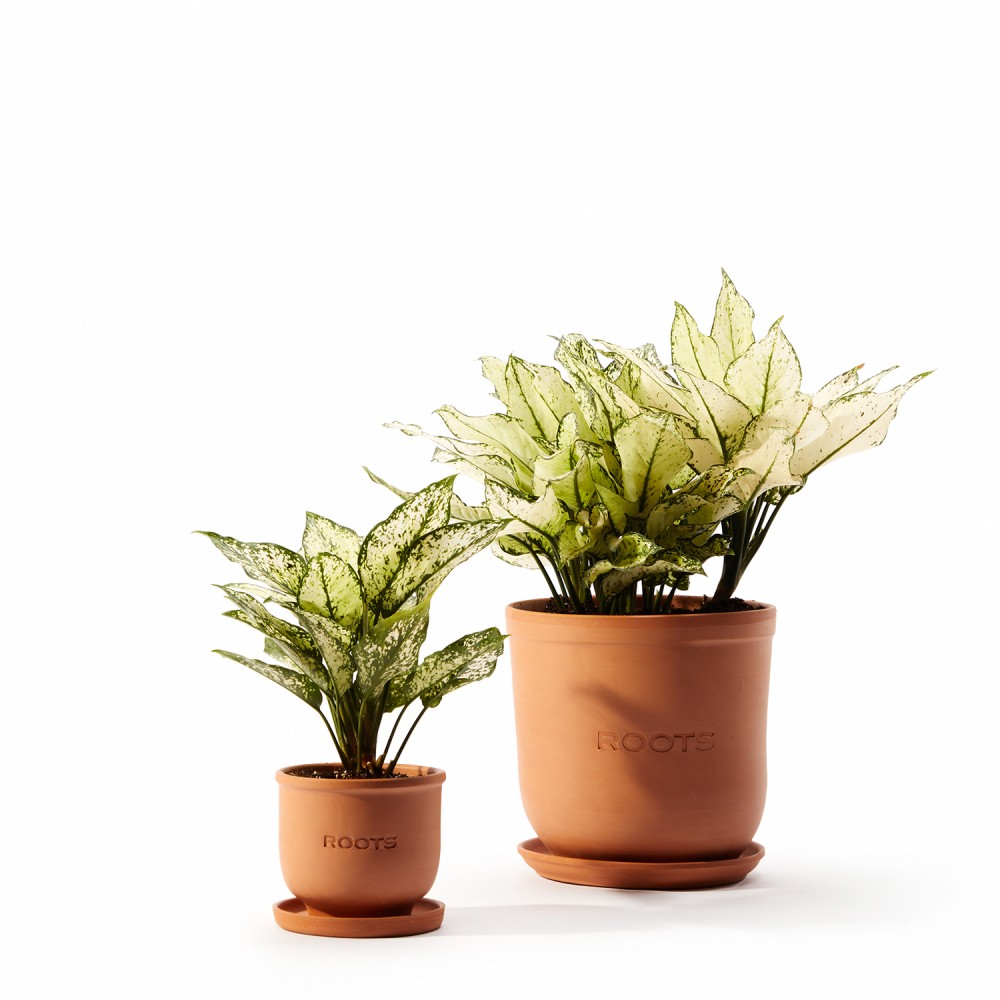 Аглаонема Вайт Киви