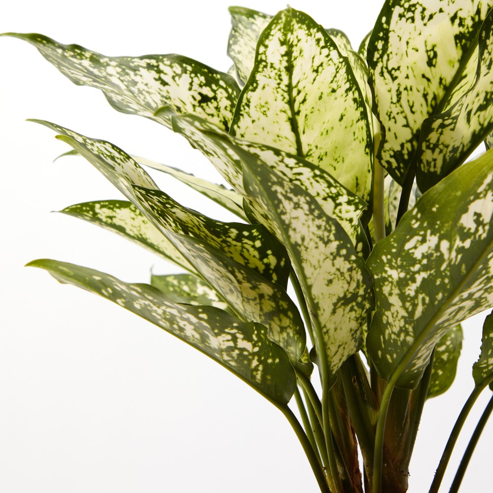 Аглаонема Вайт Киви