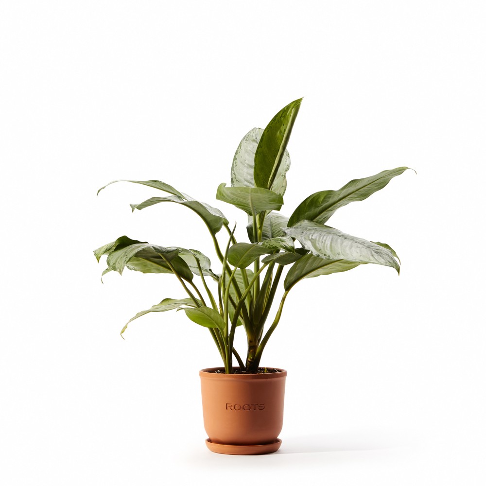 Аглаонема Фридман  Аглаонема Фридман