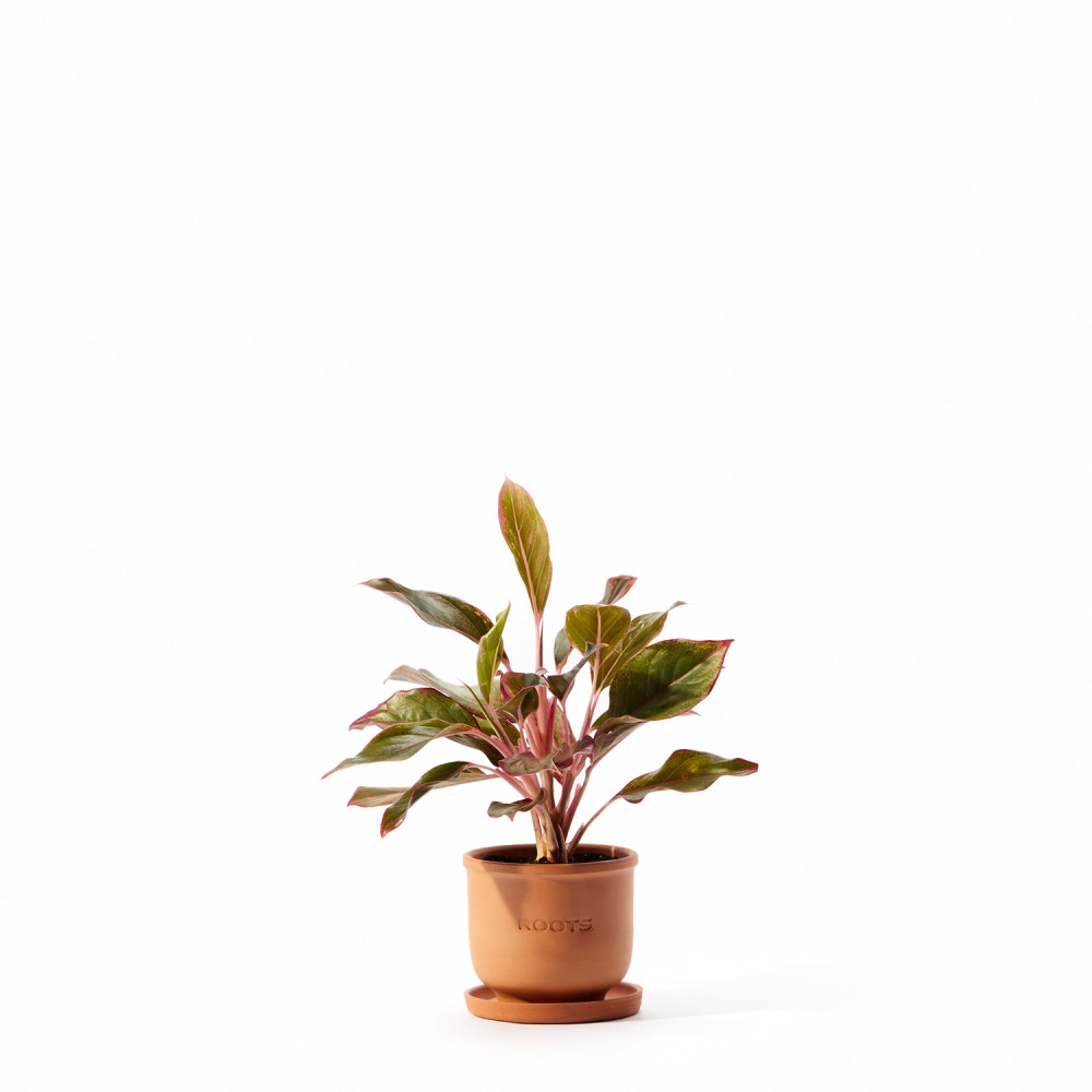 Аглаонема Крит Аглаонема Крит