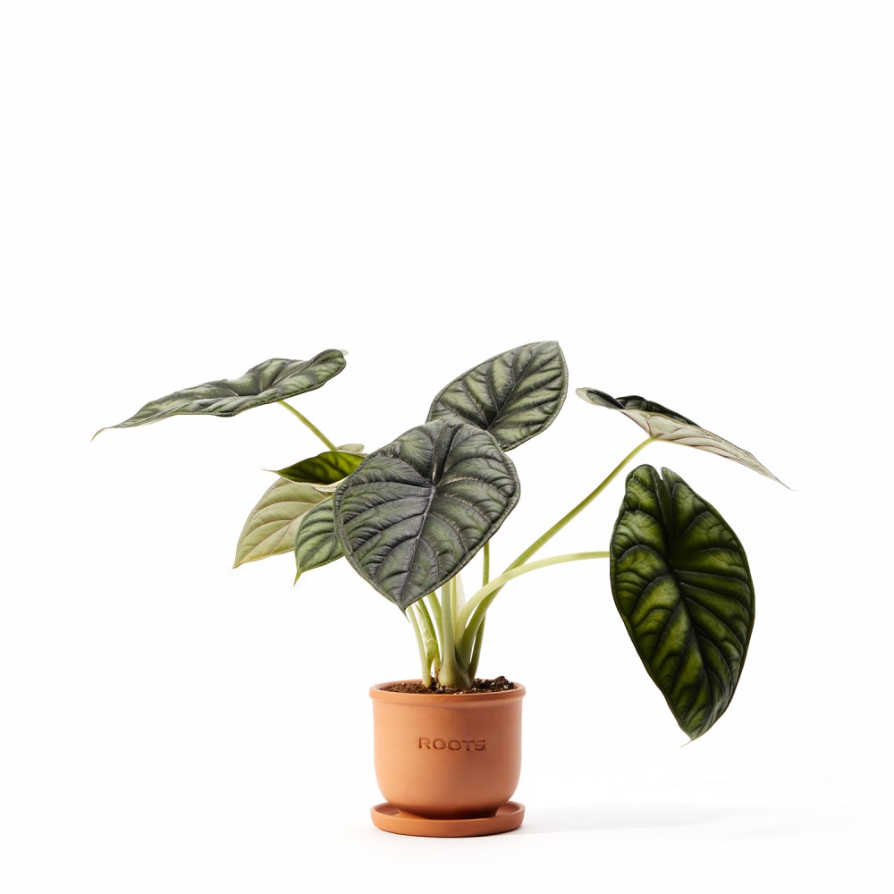 Алоказия Драгон Скэйл Алоказия Драгон Скэйл