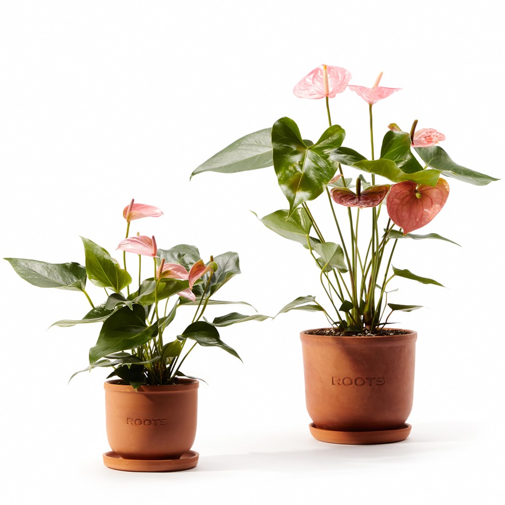 Антуриум Колорадо