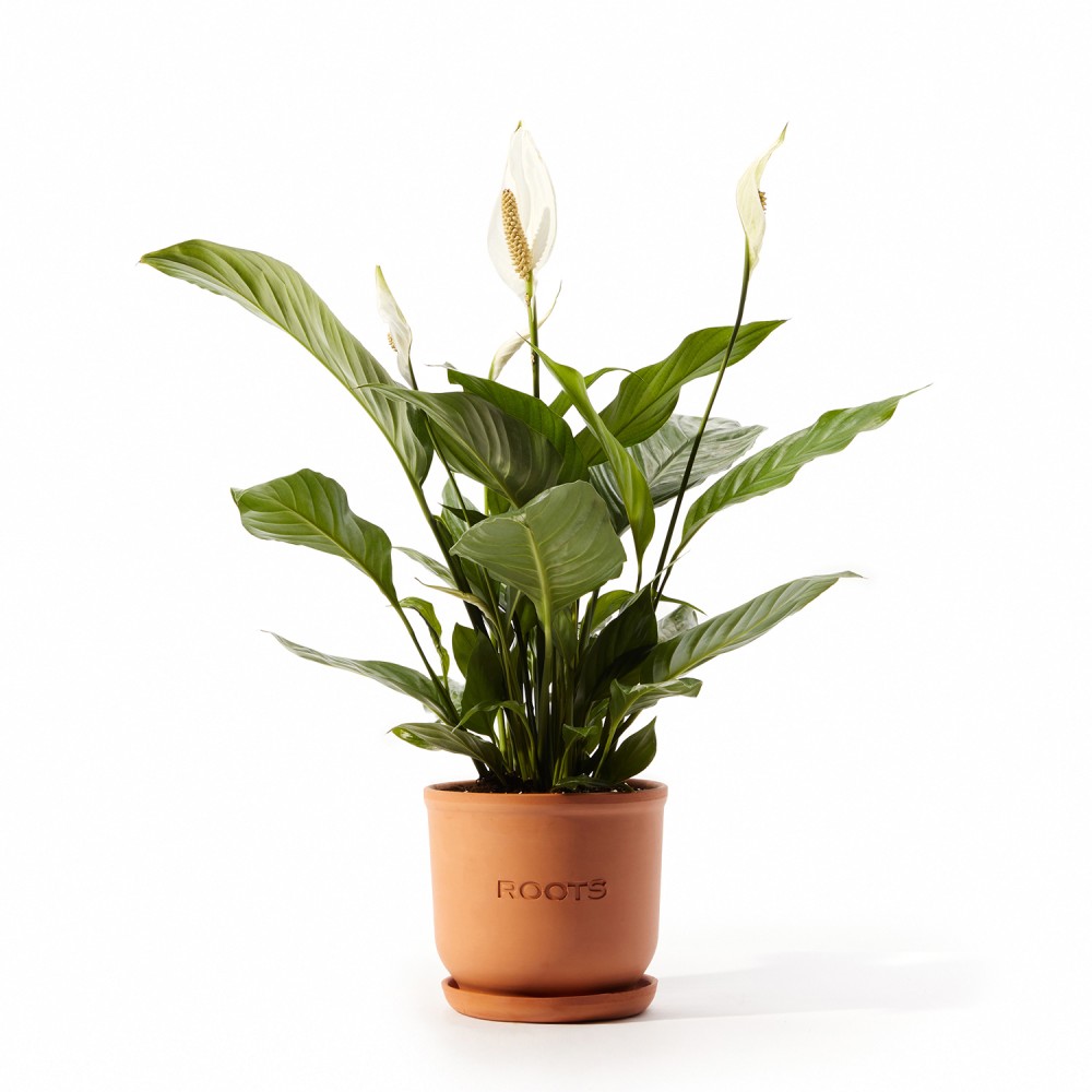 Спатифиллум Свит Чико