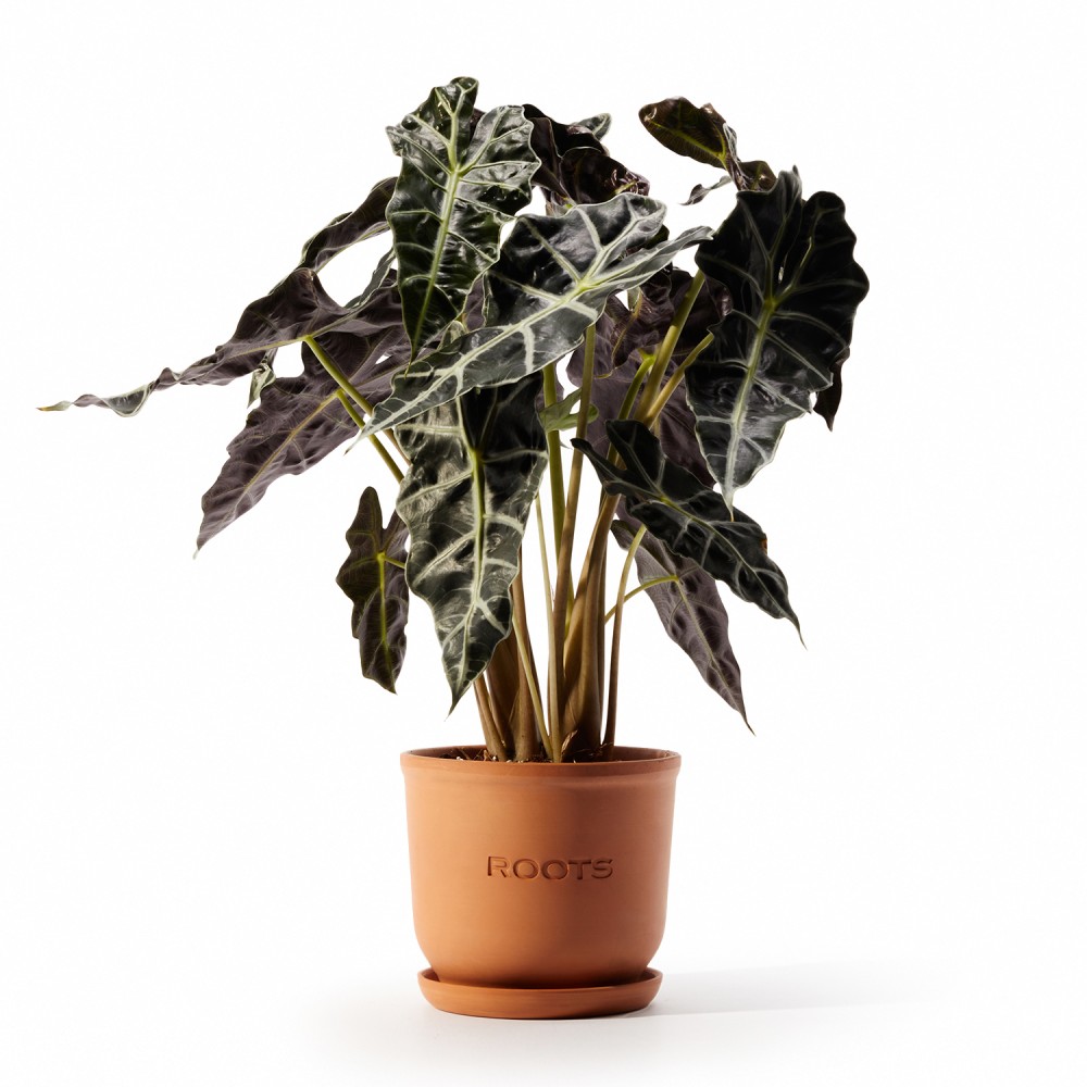 Алоказия Полли