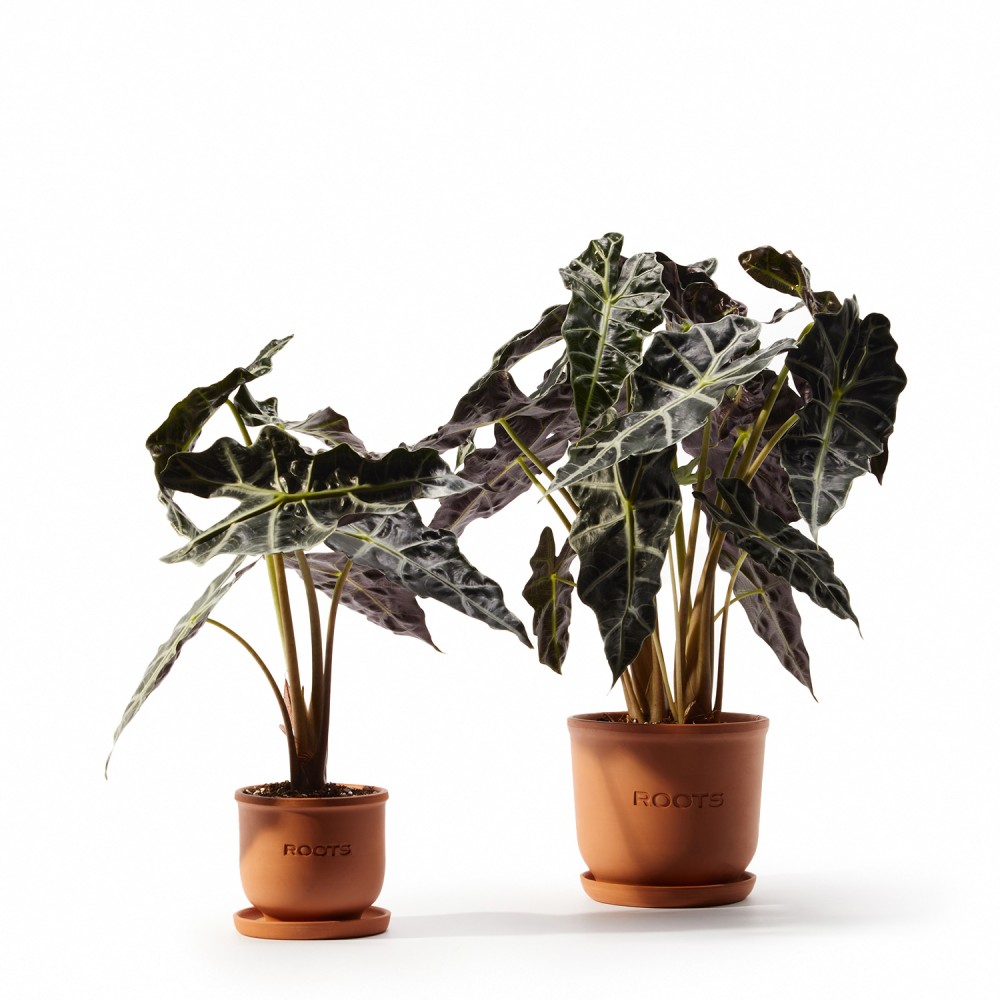 Алоказия Полли Алоказия Полли