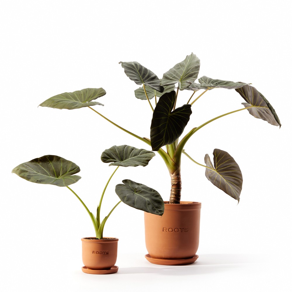 Алоказия Регал Шилдс