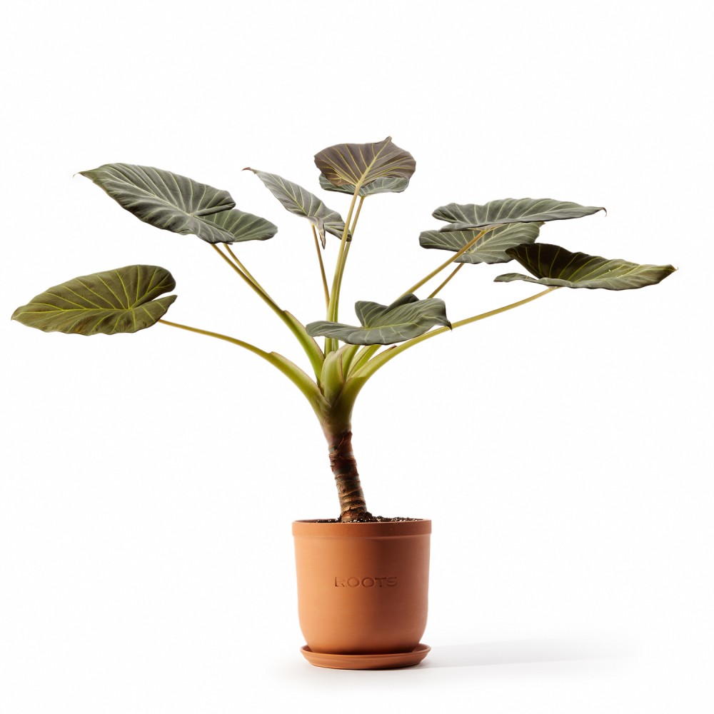 Алоказия Регал Шилдс