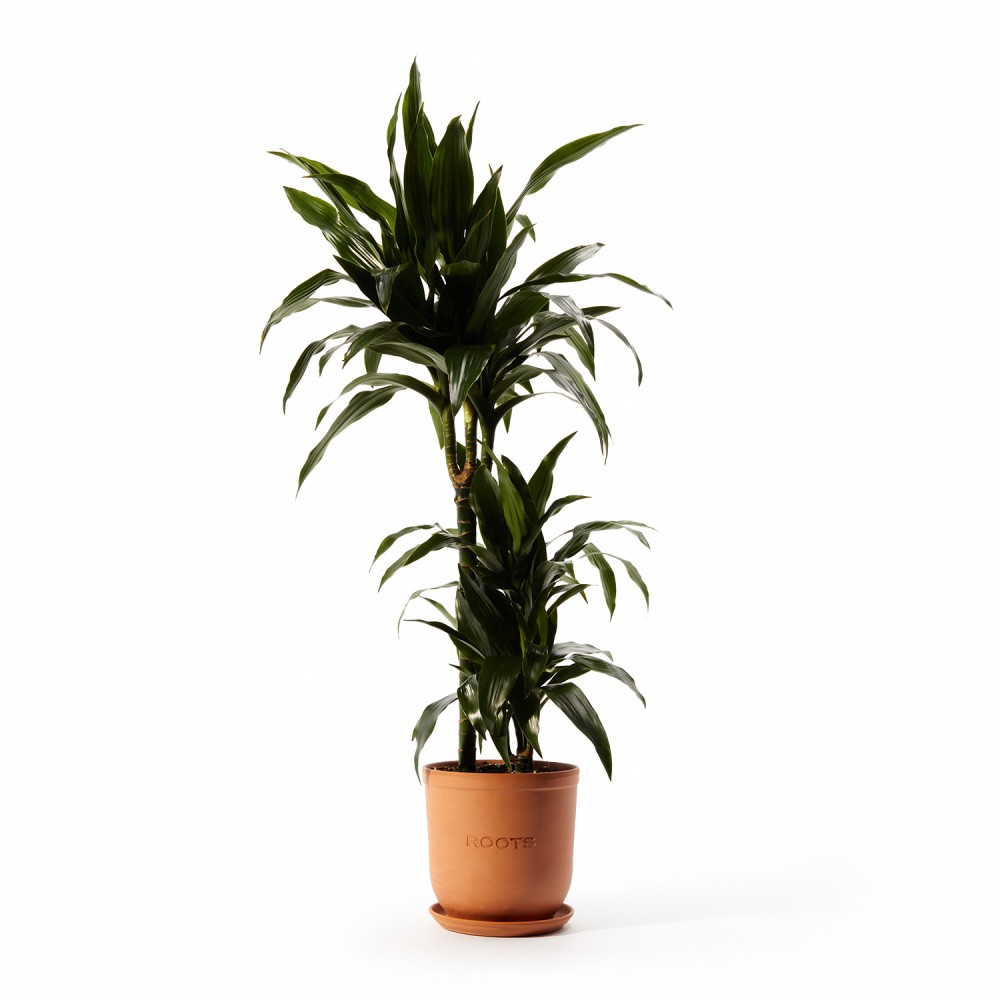 Драцена Джанет Крейг Драцена Джанет Крейг