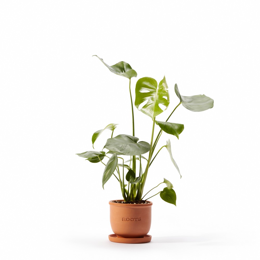 Монстера Делициоза  Монстера Делициоза