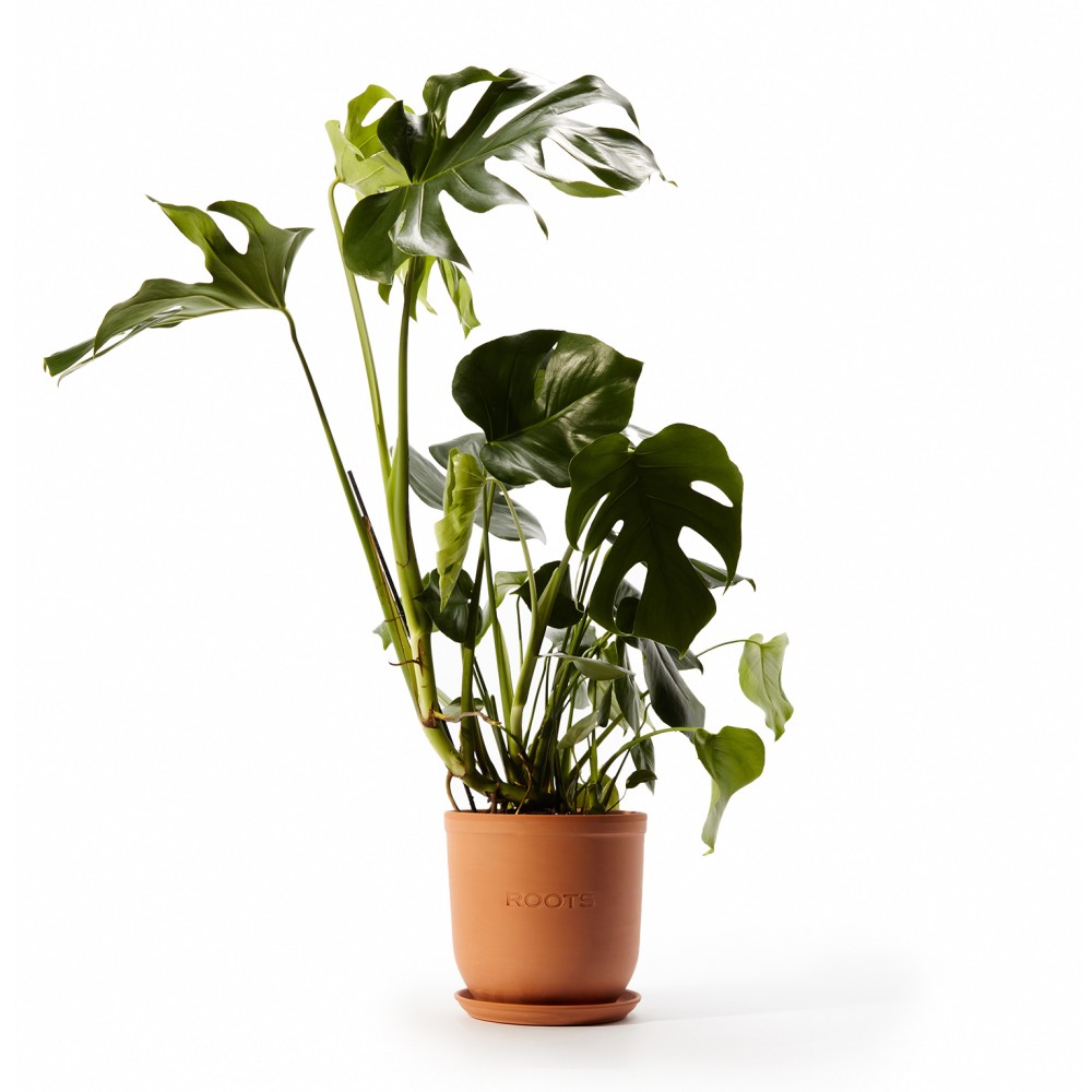 Монстера Делициоза  Монстера Делициоза