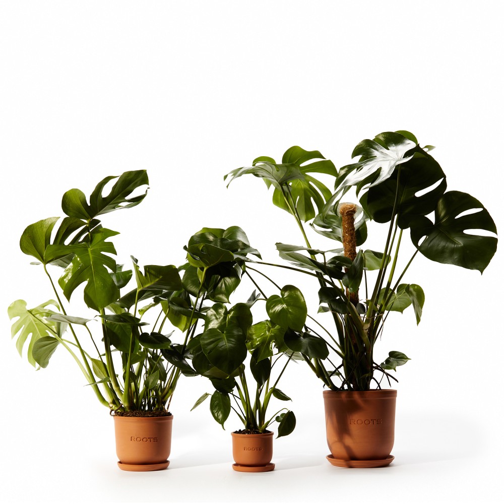 Монстера Делициоза  Монстера Делициоза