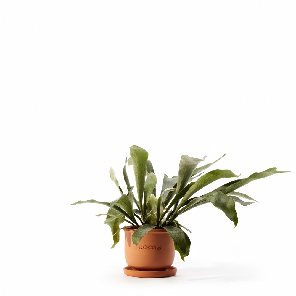 Платицериум