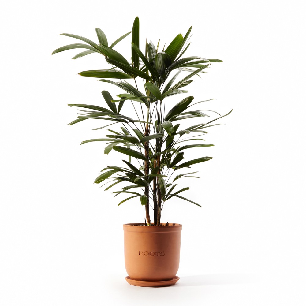 Рапис Рапис