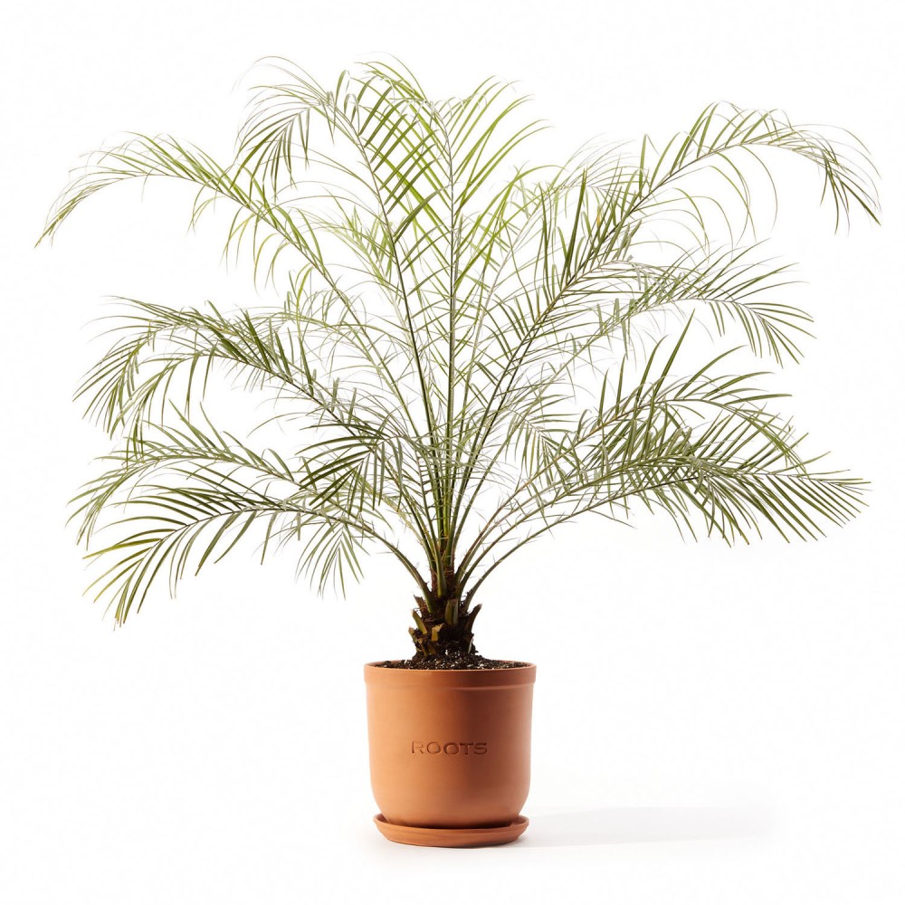 Финик Робелини