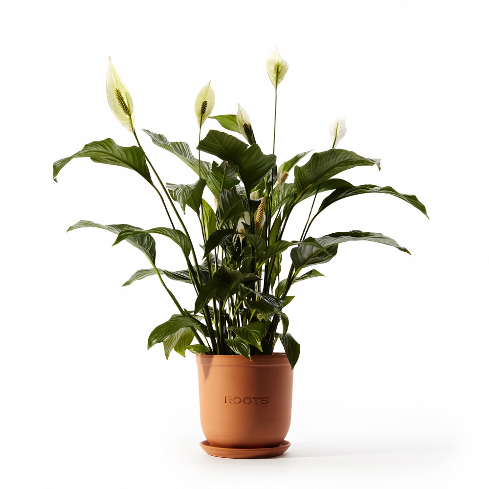 Спатифиллум Свит Чико