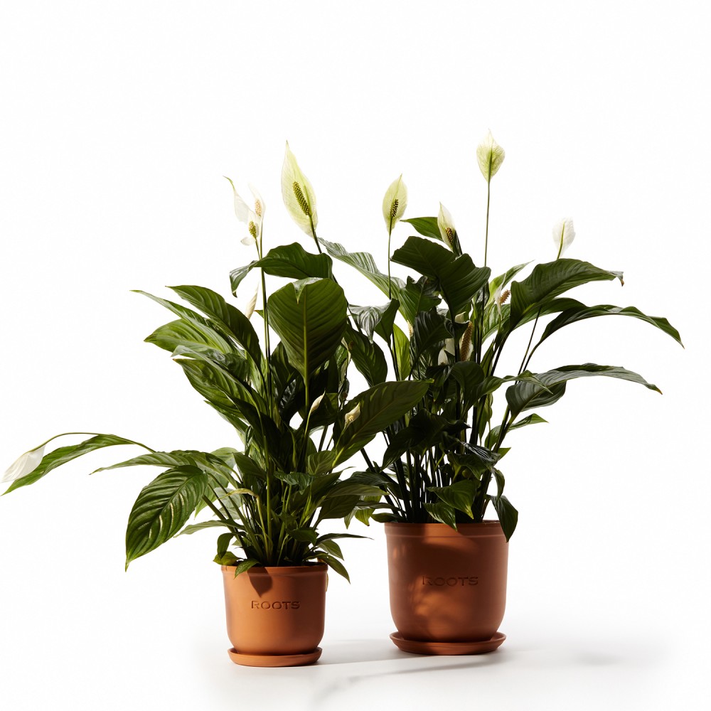 Спатифиллум Свит Чико