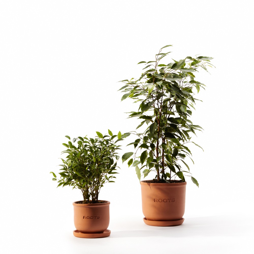 Фикус Бенджамина Фикус Бенджамина