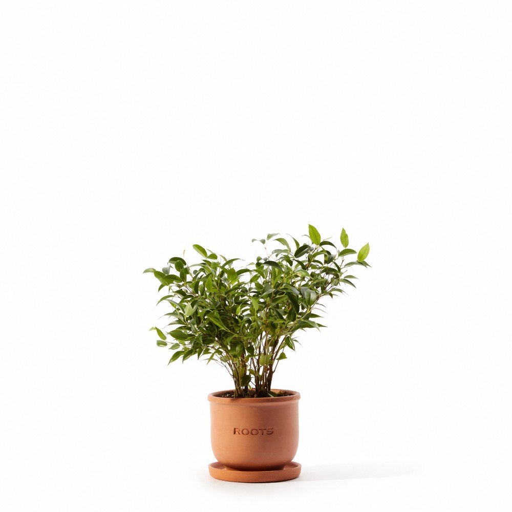 Фикус Бенджамина Фикус Бенджамина