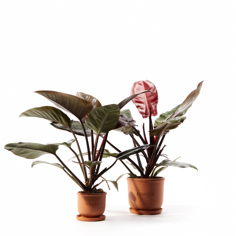 Филодендрон Империал Ред Филодендрон Империал Ред