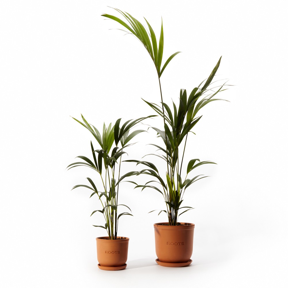 Ховея Форстериана Ховея Форстериана