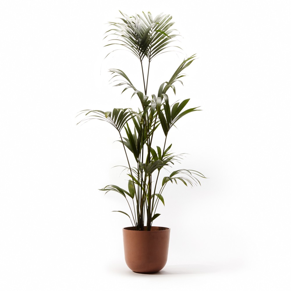 Ховея Форстериана Ховея Форстериана