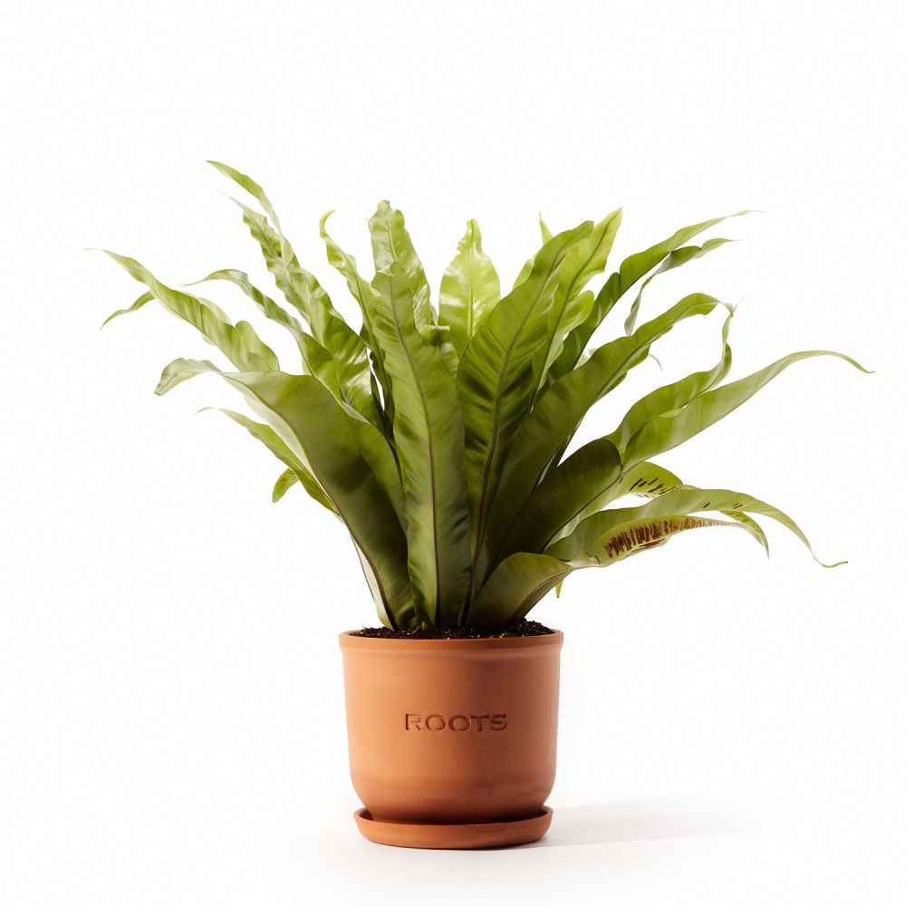 Асплениум Осака  Асплениум Осака