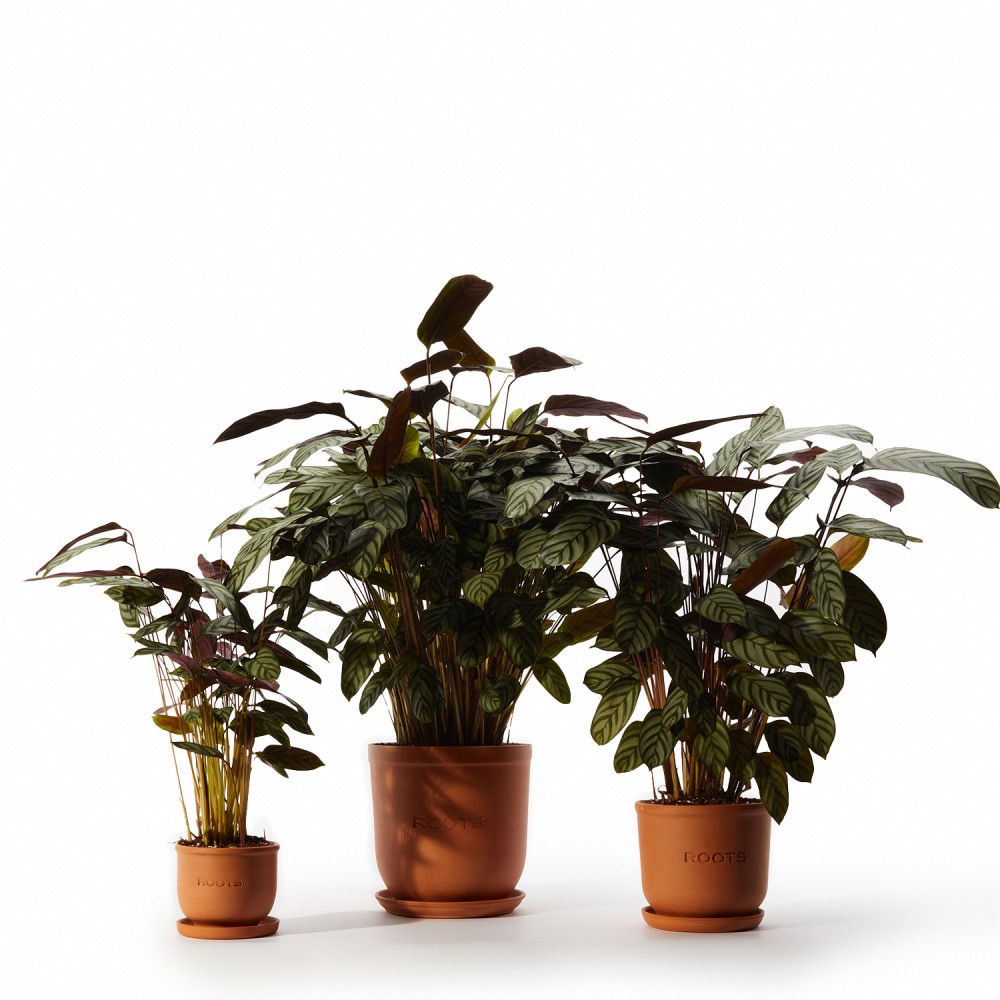 Ктенанта Сетоса