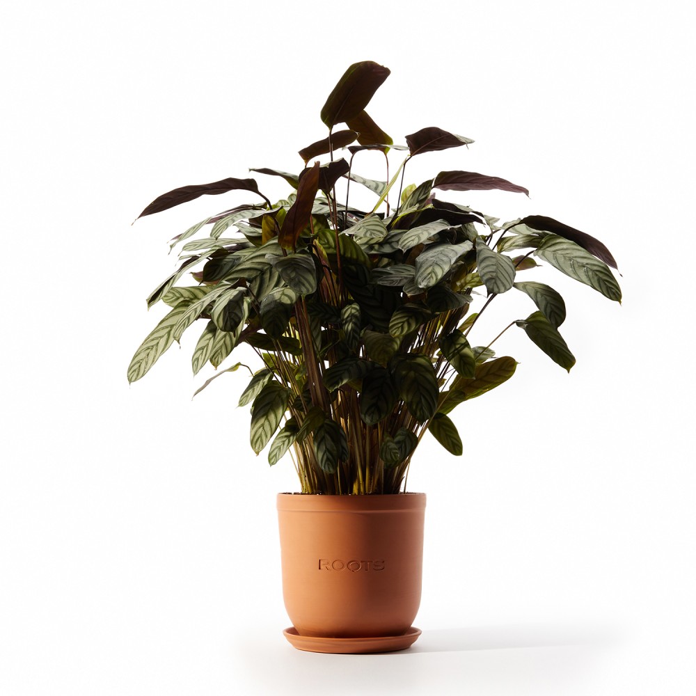 Ктенанта Сетоса Ктенанта Сетоса