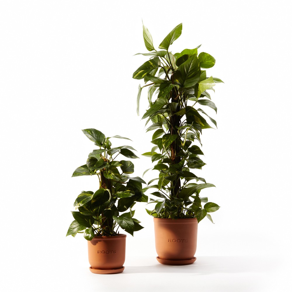 Эпипремнум Ауреум Эпипремнум Ауреум