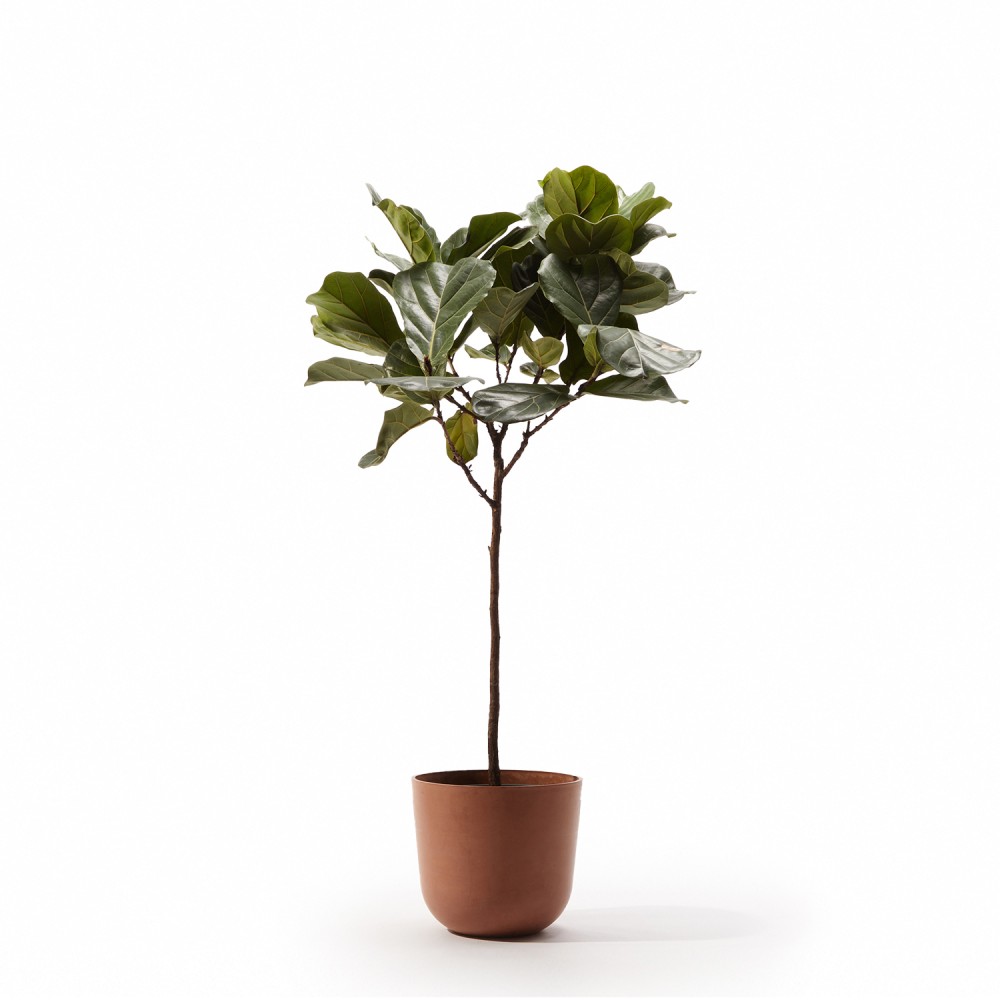 Фикус Лирата на штамбе Фикус Лирата на штамбе