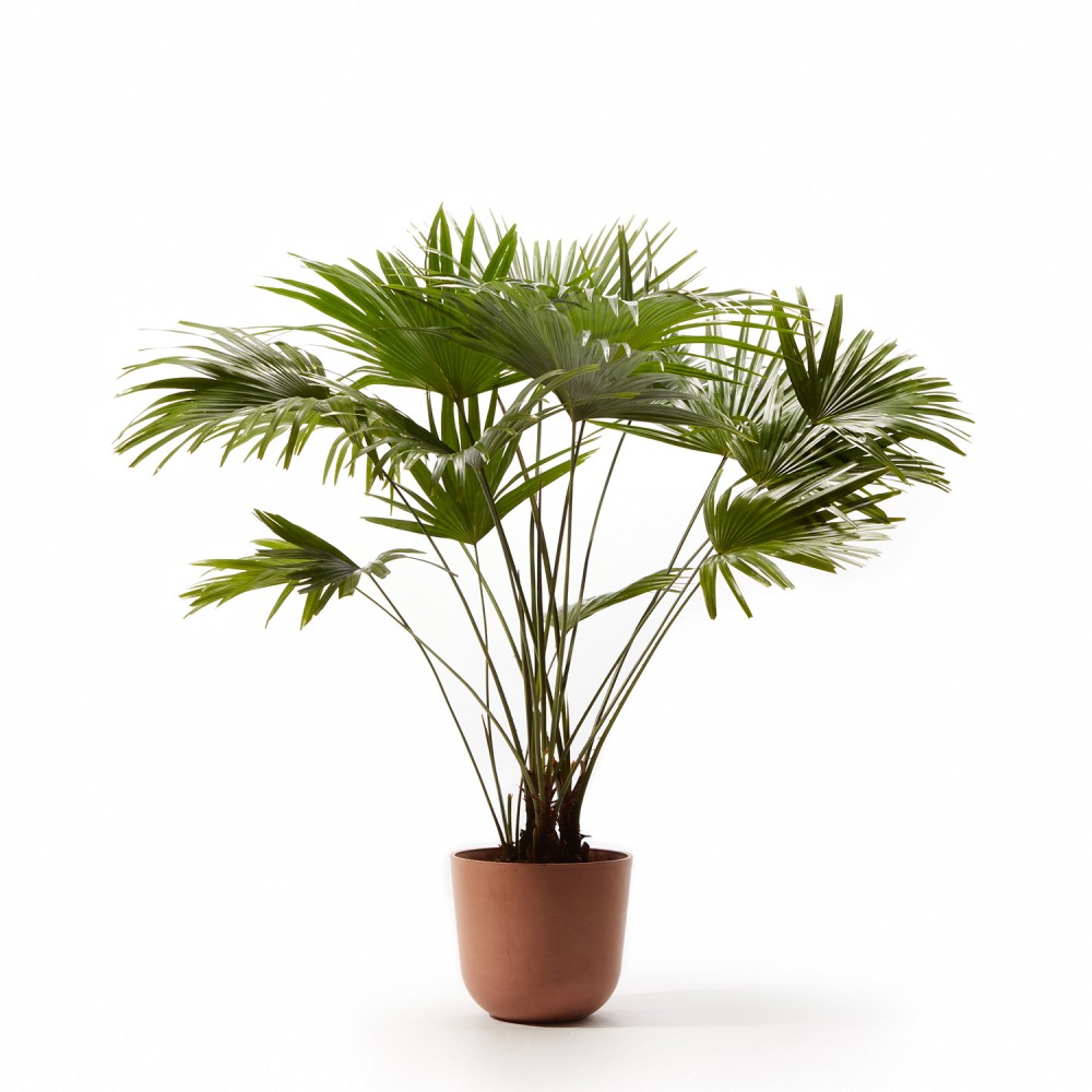 Ливинстона Ротундифолиа