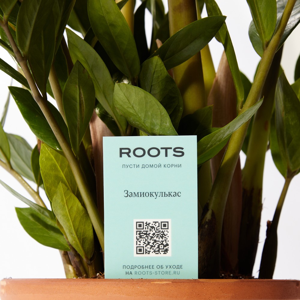 Замиокулькас Замиокулькас