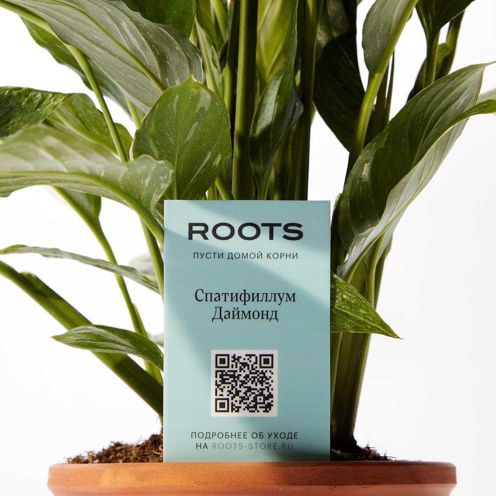 Спатифиллум Даймонд