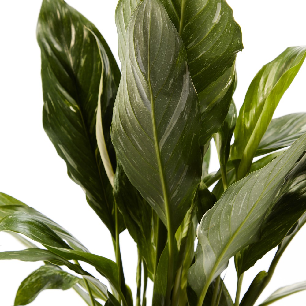 Спатифиллум Даймонд