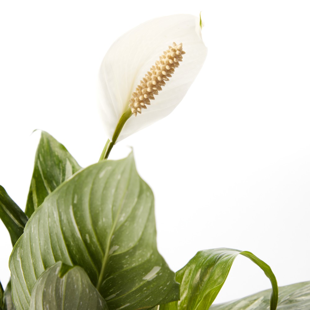 Спатифиллум Даймонд