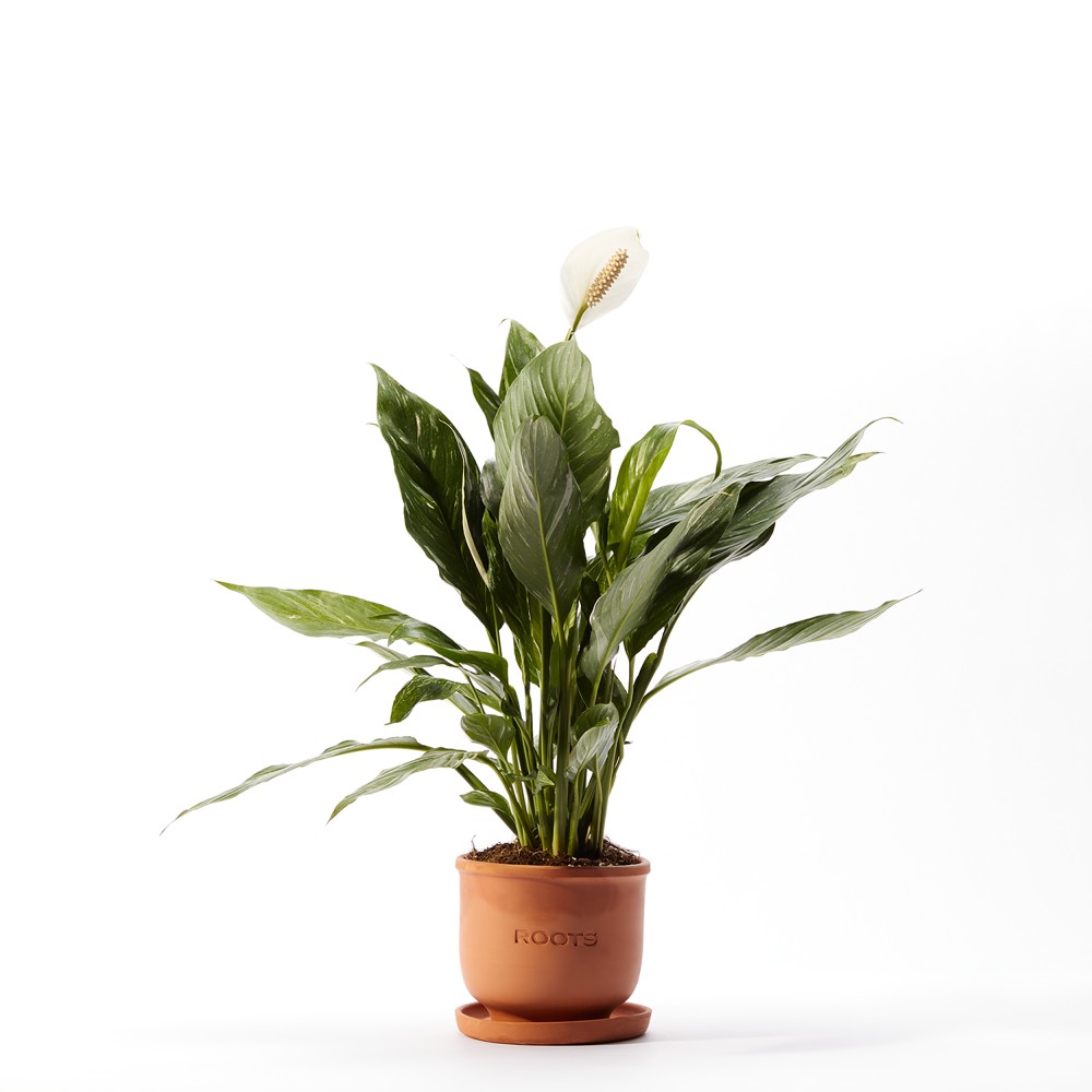 Спатифиллум Даймонд