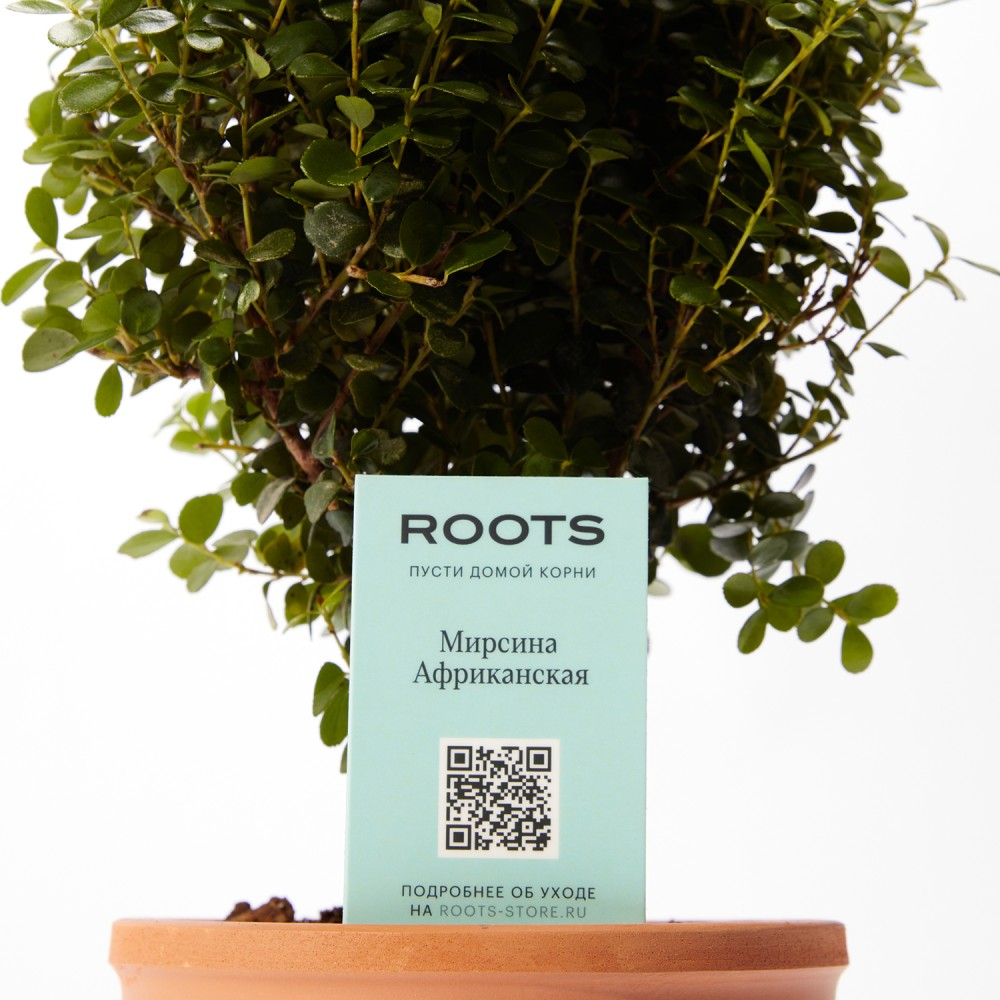 Мирсина Африканская