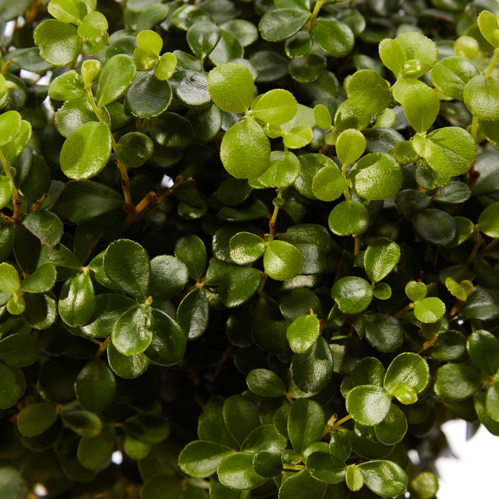 Мирсина Африканская