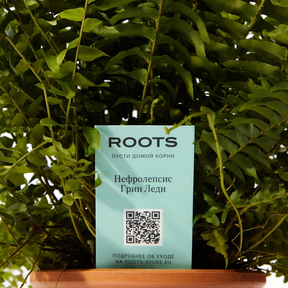 Нефролепсис Грин Леди Нефролепсис Грин Леди