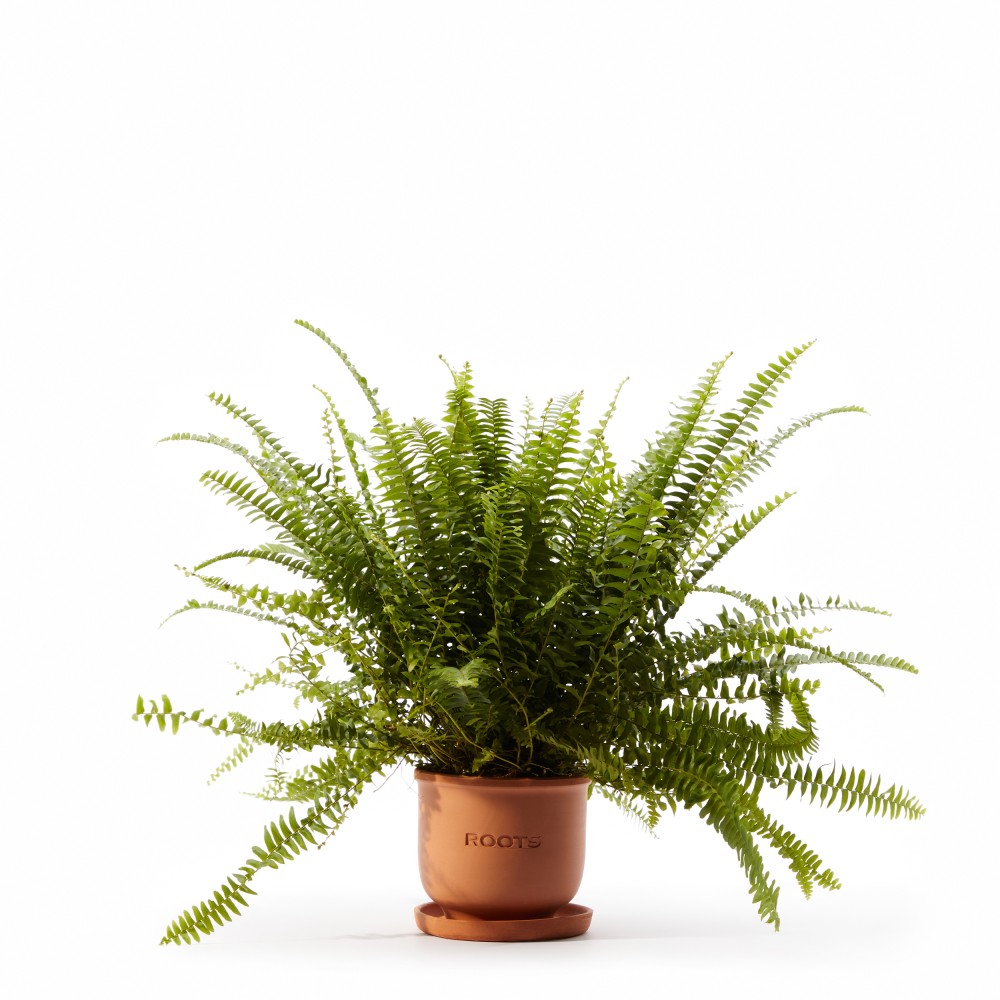 Нефролепсис Грин Леди Нефролепсис Грин Леди