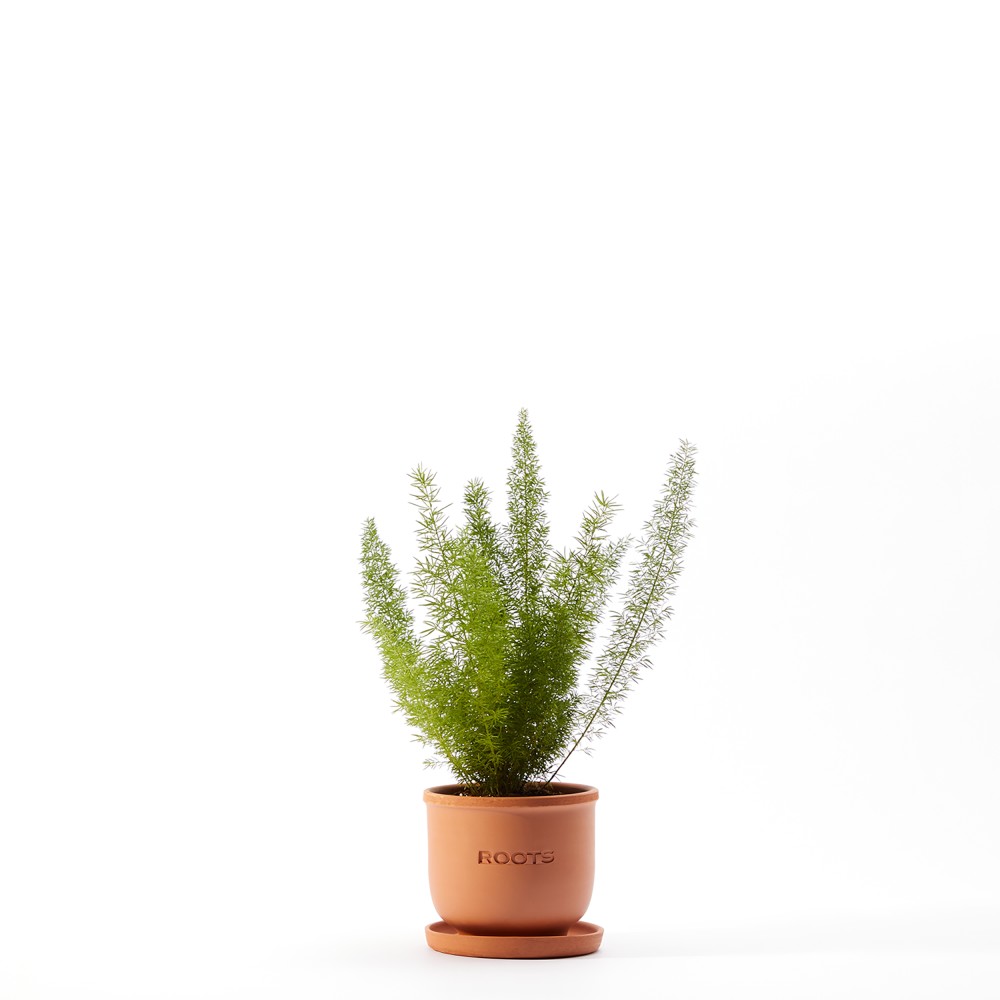 Plants set 18 Plants set 18