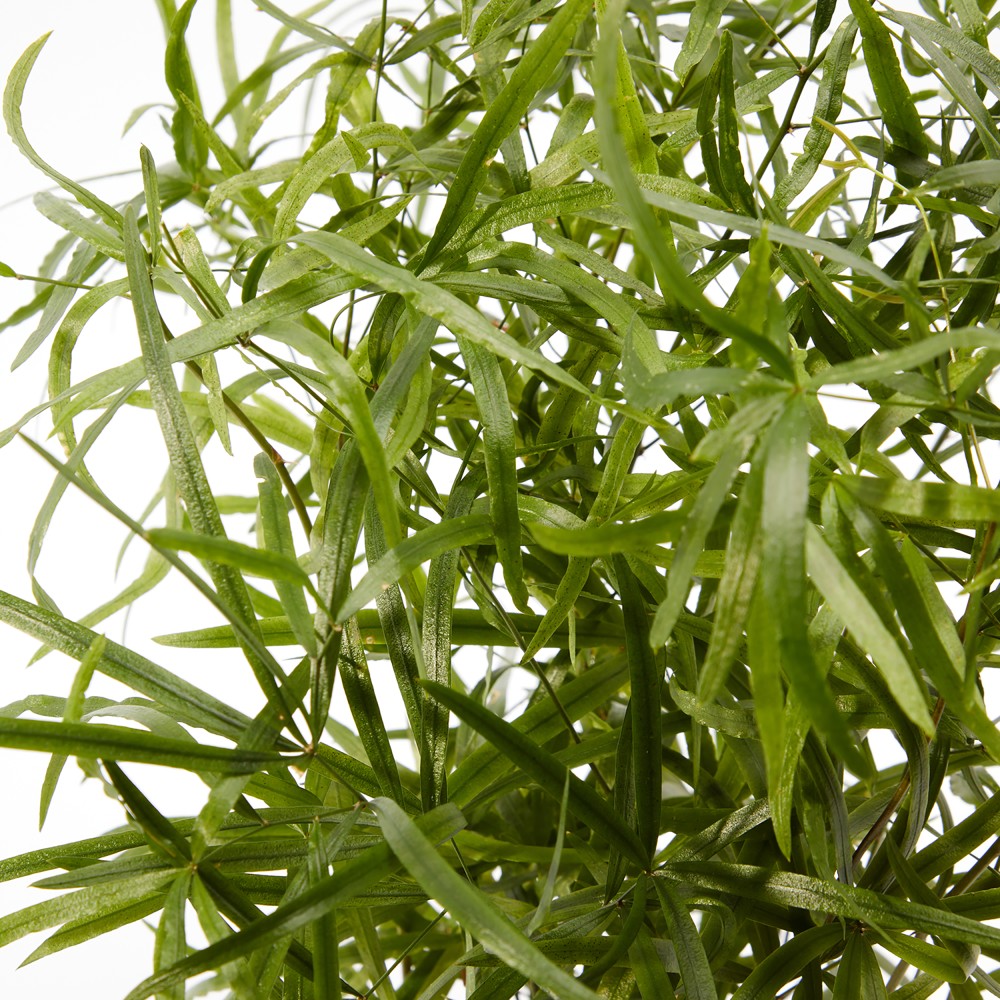 Plants set 18 Plants set 18