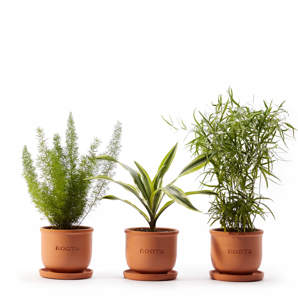 Plants set 18 Plants set 18