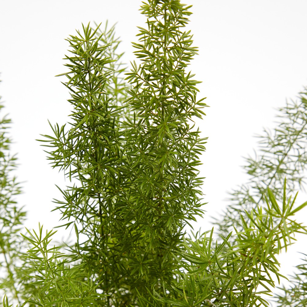 Plants set 18 Plants set 18