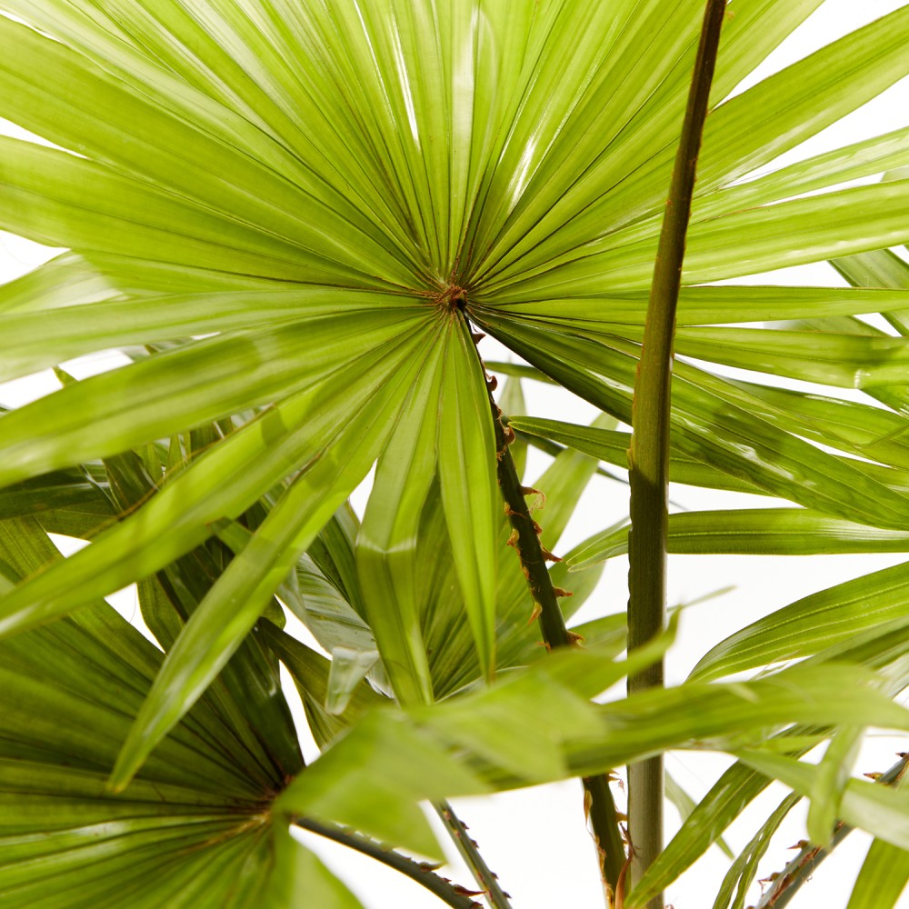 Ливинстона Ротундифолиа Ливинстона Ротундифолиа