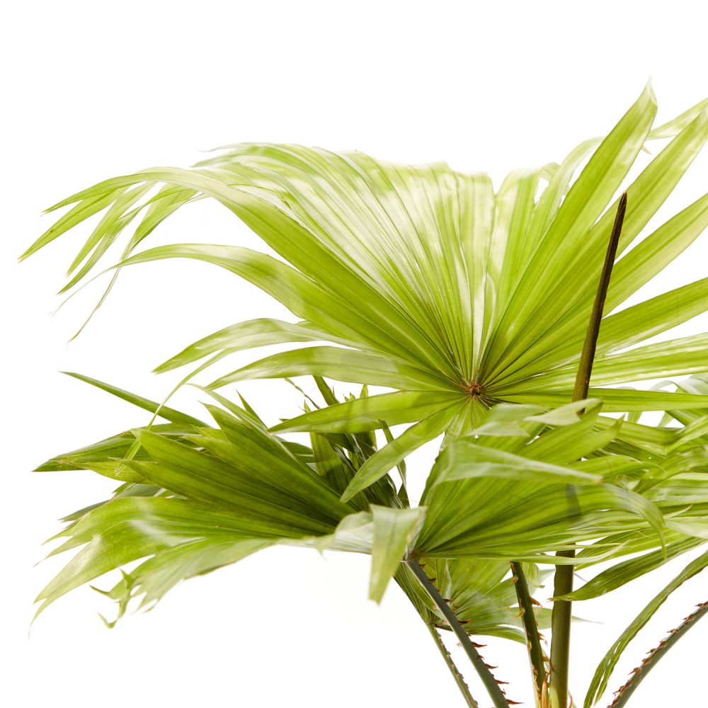 Ливинстона Ротундифолиа Ливинстона Ротундифолиа