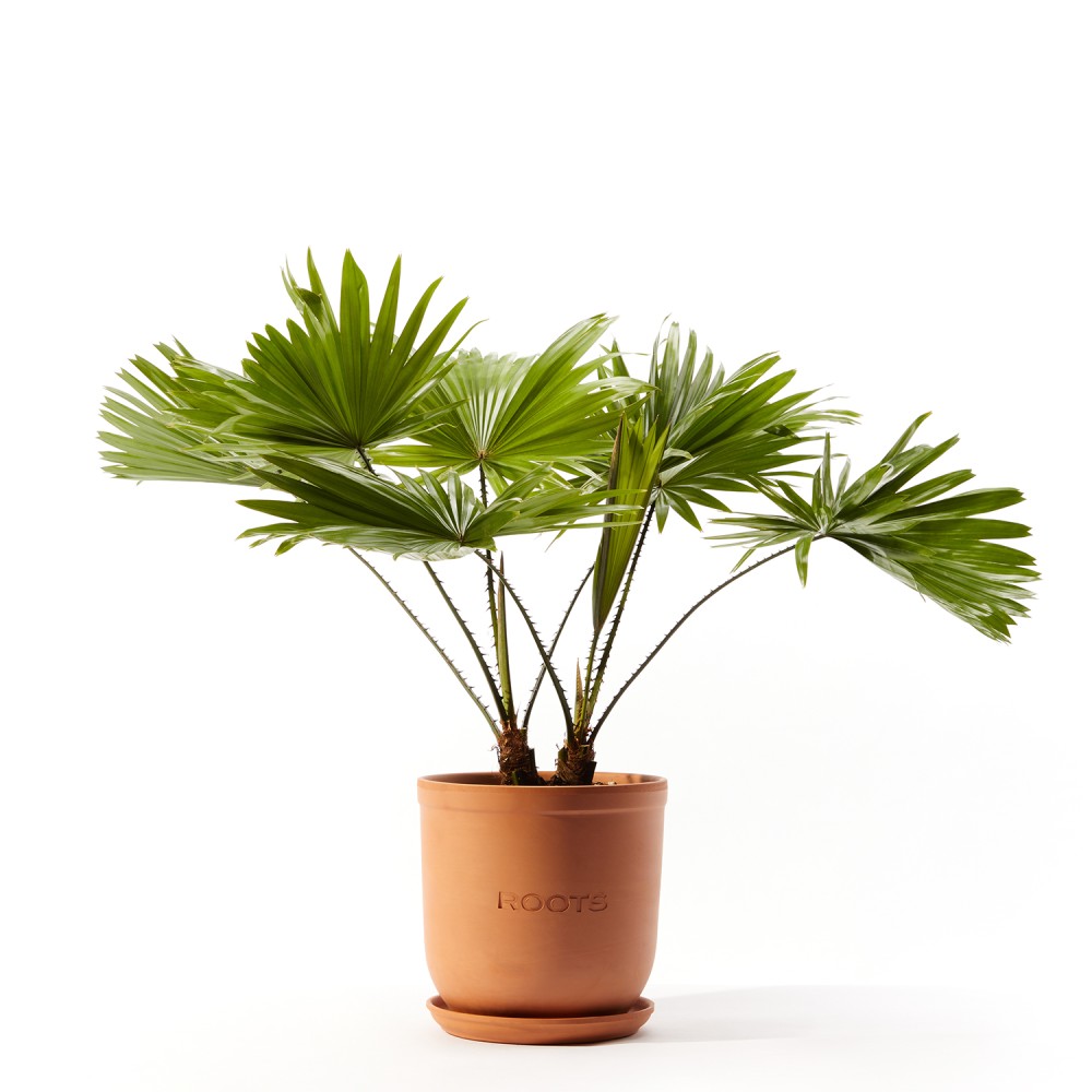 Ливинстона Ротундифолиа Ливинстона Ротундифолиа