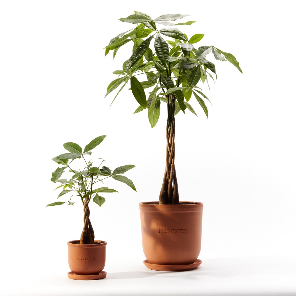 Пахира Акватика 