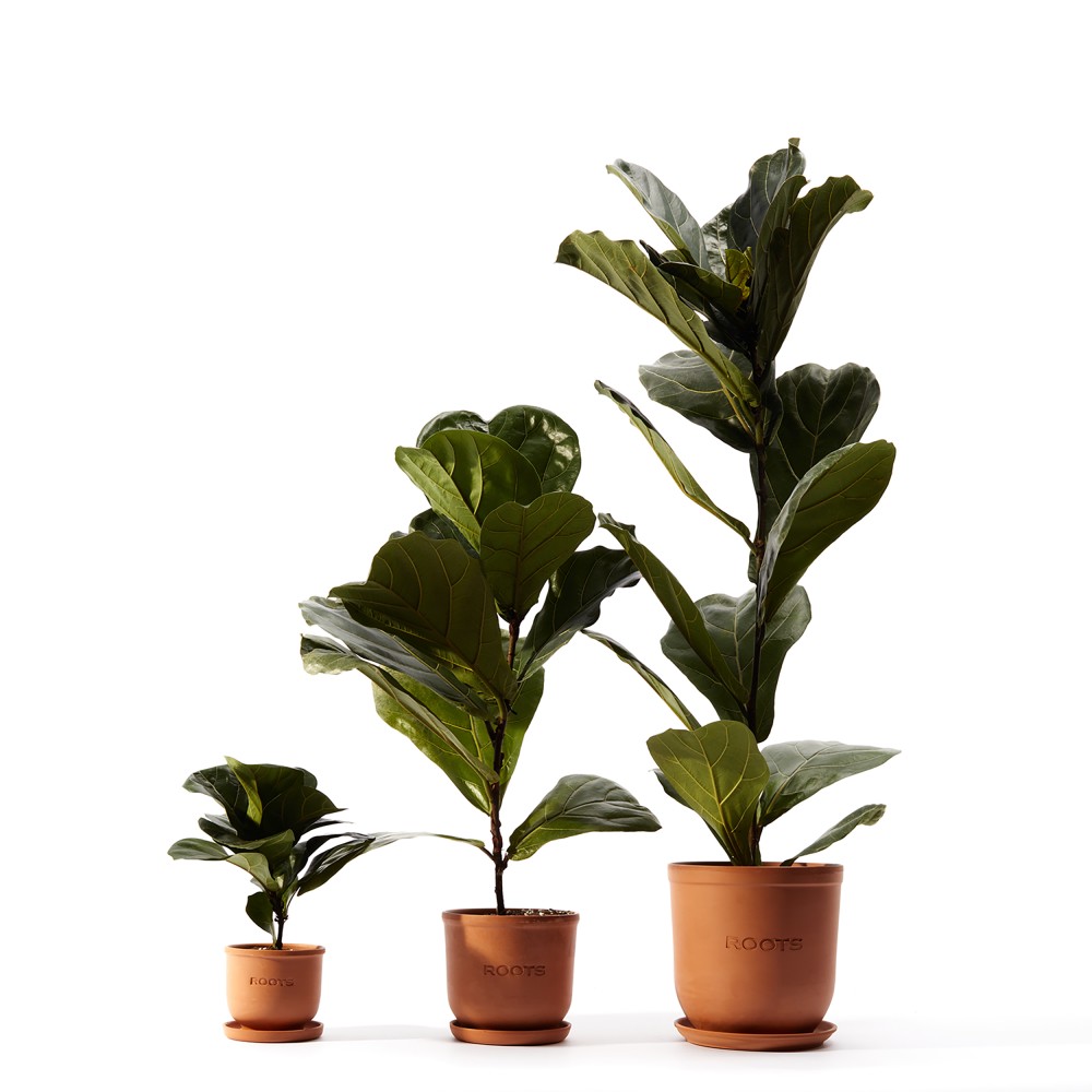 Фикус Лирата Фикус Лирата