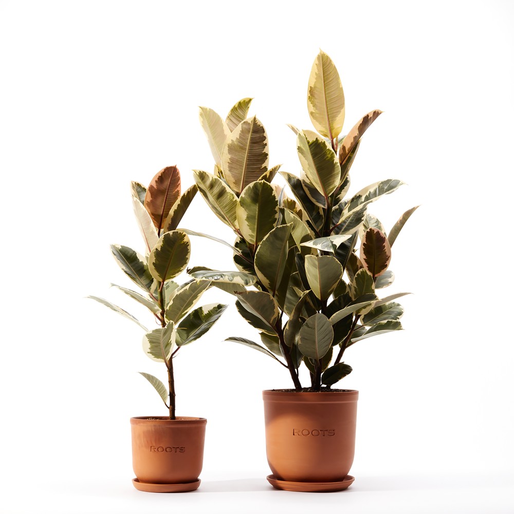 Фикус Эластика Тинеке Фикус Эластика Тинеке